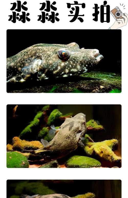 狗頭魚可以和龍魚混養嗎圖片欣賞一下