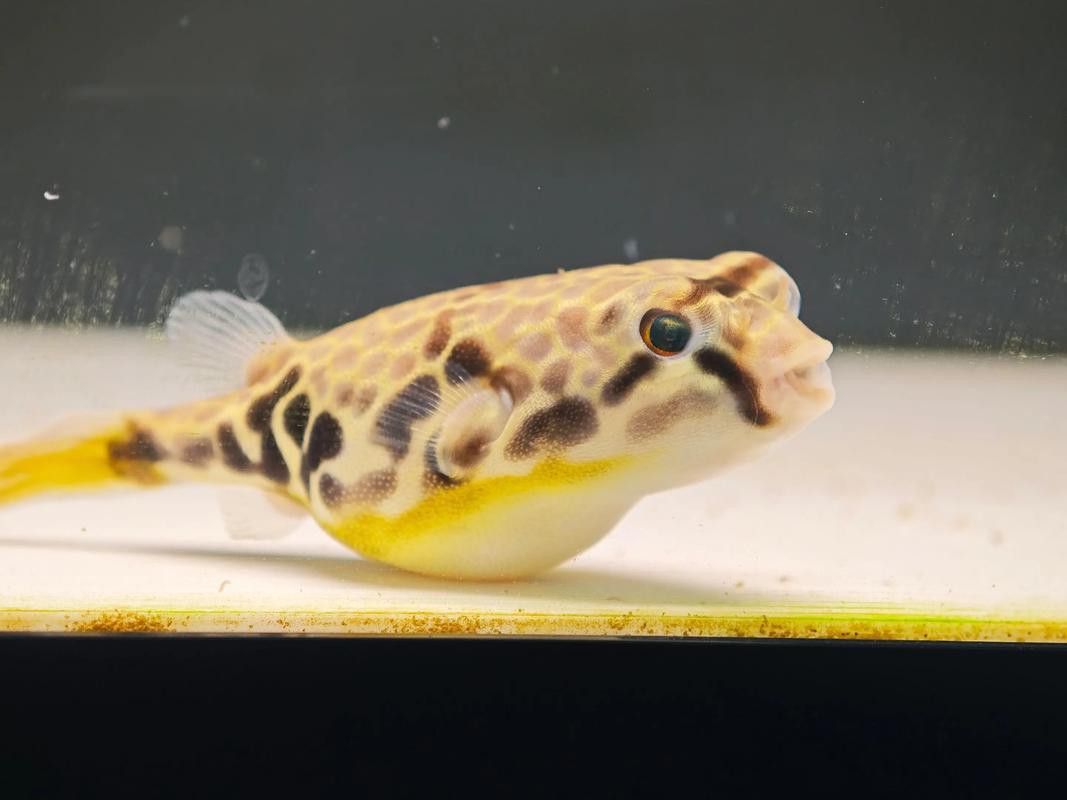 狗頭魚可以和龍魚混養嗎圖片欣賞一下