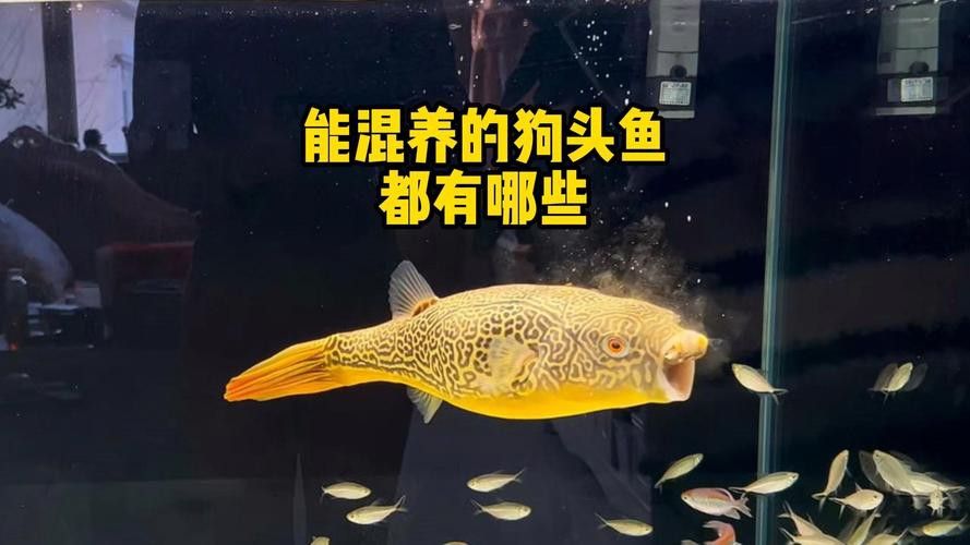 狗頭魚可以和龍魚混養嗎圖片欣賞一下