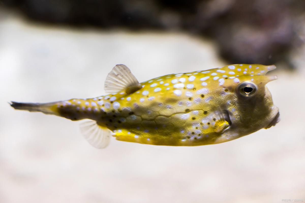 狗頭魚可以和龍魚混養嗎圖片欣賞一下
