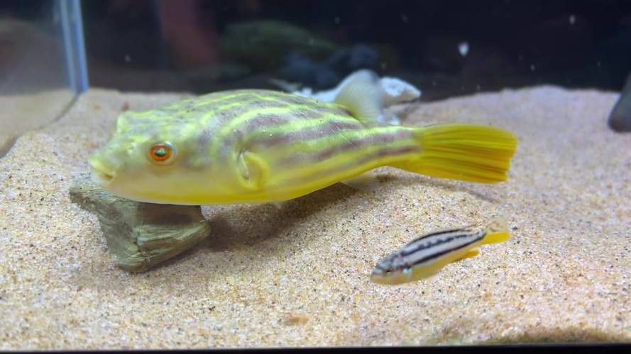 狗頭魚可以和龍魚混養嗎圖片欣賞一下