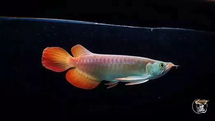 紅龍魚(yú)產(chǎn)卵：關(guān)于紅龍魚(yú)產(chǎn)卵的一些詳細(xì)信息