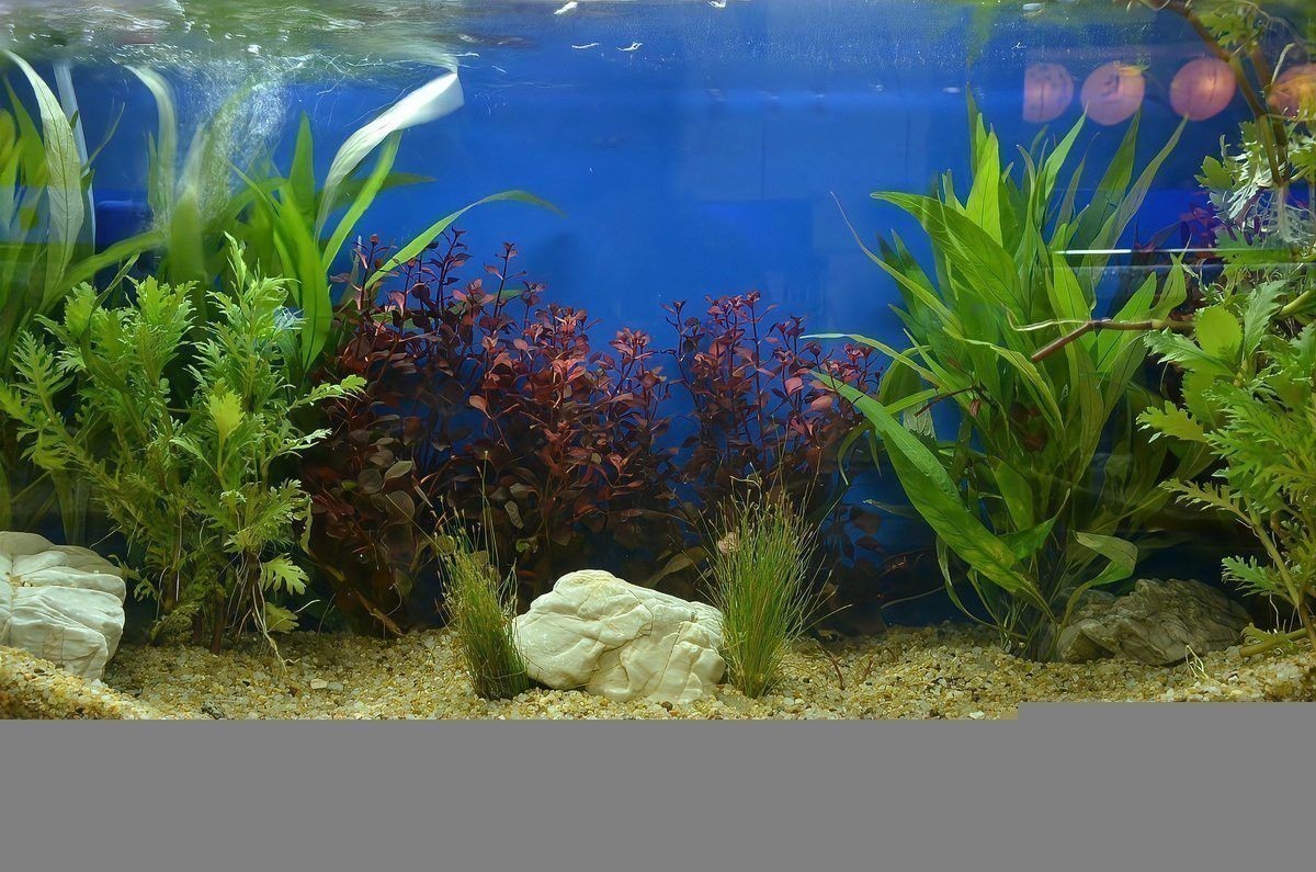 藍金龍魚多久換一次水？