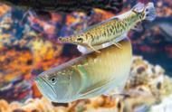 龍魚剛買回來進食幾天？：如何判斷龍魚是否打架