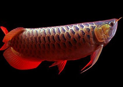龍魚剛買回來進食幾天？：如何判斷龍魚是否打架