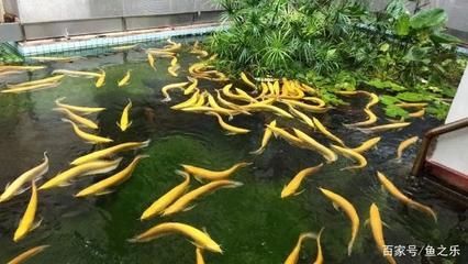 養紅龍魚用什么濾材最好（養紅龍魚時選擇合適的濾材非常重要，因為濾材不僅能幫助凈化水質）