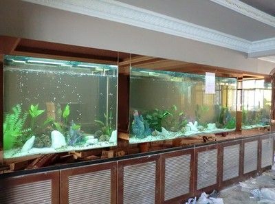 龍魚(yú)缸可以養(yǎng)錦鯉嗎：錦鯉和龍魚(yú)在水族箱中混養(yǎng)可能性一直是魚(yú)友們關(guān)心的話題
