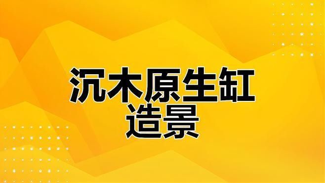 龍魚缸里放沉木好嗎視頻大全