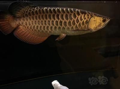 龍魚需要睡覺嗎為什么：龍魚確實需要睡覺，這與其他動物相似