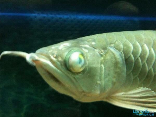 龍魚蒙眼病最快的辦法
