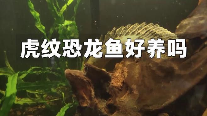 大花恐龍魚(yú)和虎紋恐龍魚(yú)哪個(gè)好養(yǎng)