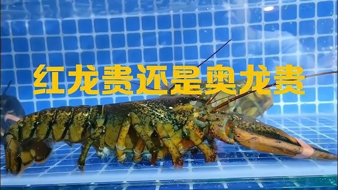 紅龍和澳龍哪個更好吃？