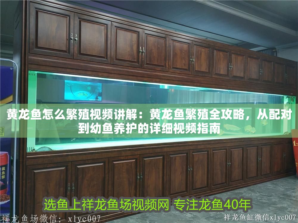 黃龍魚怎么繁殖視頻講解：黃龍魚繁殖全攻略，從配對到幼魚養護的詳細視頻指南