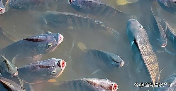 龍魚(yú)橫著漂浮怎么回事啊視頻