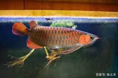 龍魚養多久才發色（龍魚養多久才發色龍魚的發色時間因素有哪些因素影響）