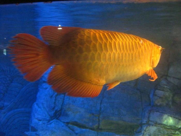 金龍魚魚鰭的顏色變綠怎么回事【金龍魚魚鰭顏色變綠怎么回事】