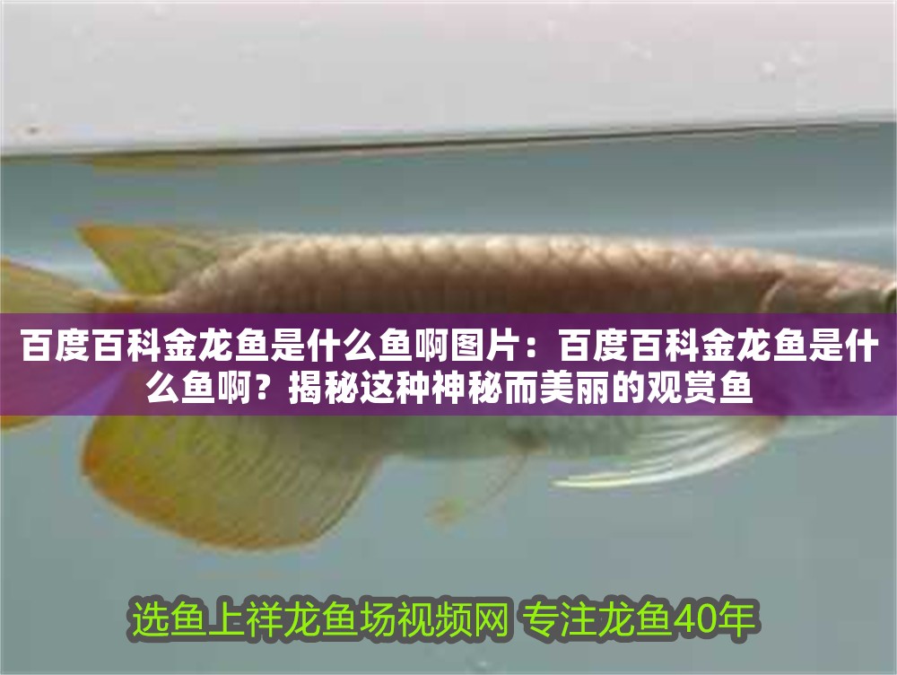 百度百科金龍魚是什么魚啊圖片：百度百科金龍魚是什么魚啊？揭秘這種神秘而美麗的觀賞魚