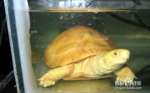 百度百科金龍魚是什么魚啊圖片：百度百科金龍魚是什么魚啊？揭秘這種神秘而美麗的觀賞魚
