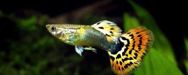 孔雀龍魚繁殖期飲食調整：孔雀龍魚的繁殖期飲食調整