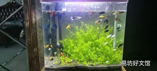 魚缸對身體有什么影響（如何正確維護魚缸減少危害）