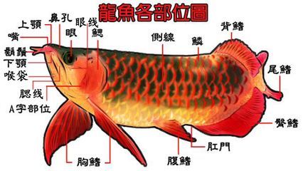 小紅龍魚鰭怎么養長得快（養小紅龍魚鰭長得快需要注意以下幾個方面）