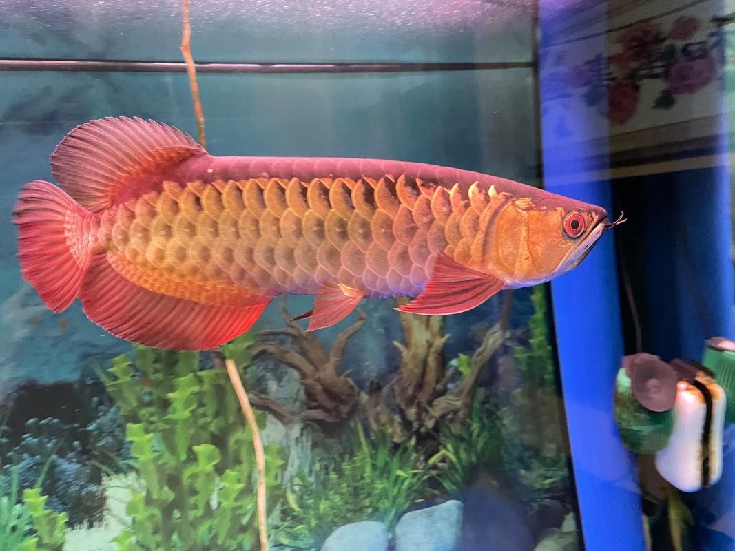 最漂亮金龍魚圖片高清