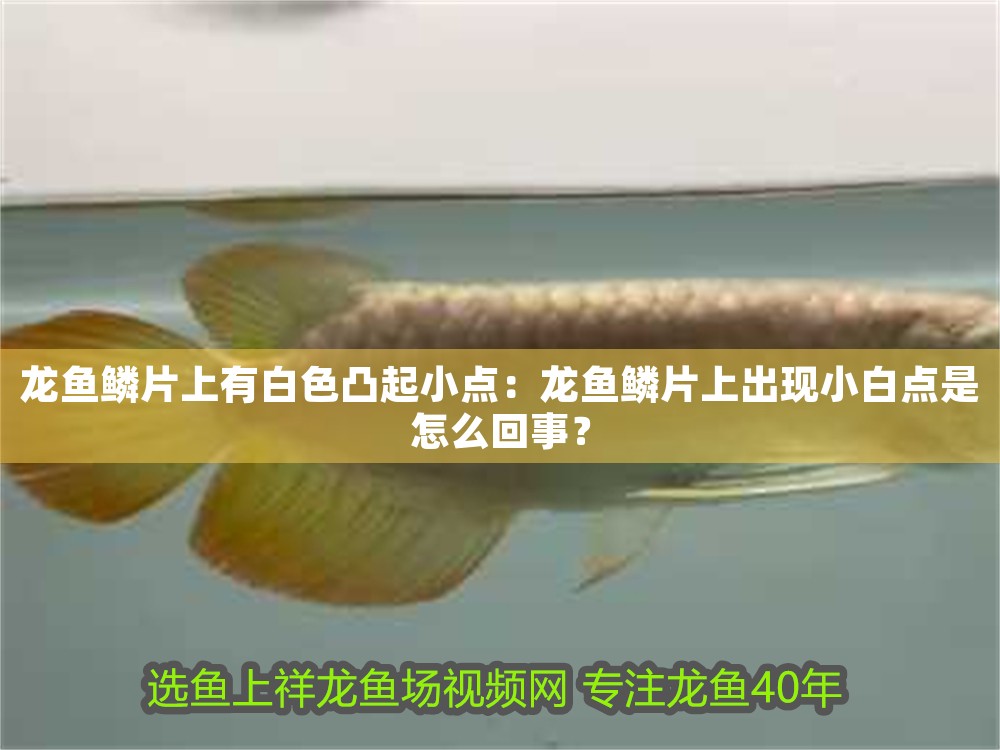 龍魚鱗片上有白色凸起小點：龍魚鱗片上出現小白點是怎么回事？