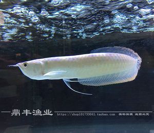 紅眼白子龍魚混養(yǎng)（紅眼白子龍魚可以與其他龍魚混養(yǎng)嗎）