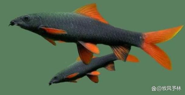 銀龍魚受傷了怎么辦圖片