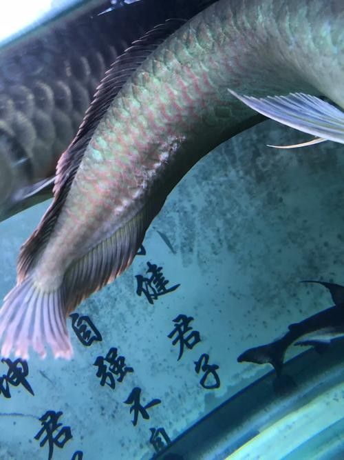 銀龍魚受傷了怎么辦圖片
