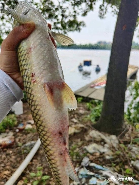 銀龍魚受傷了怎么辦圖片