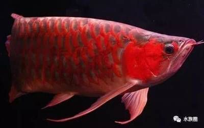 龍魚身體傾斜是什么原因（龍魚身體傾斜可能由多種原因引起）