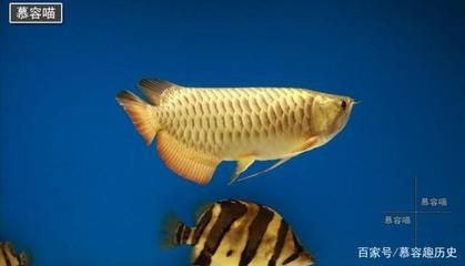 畫一條金龍魚適合12歲畫嗎（【教你畫《金魚》適歲6歲以上美術(shù)愛(ài)好者）