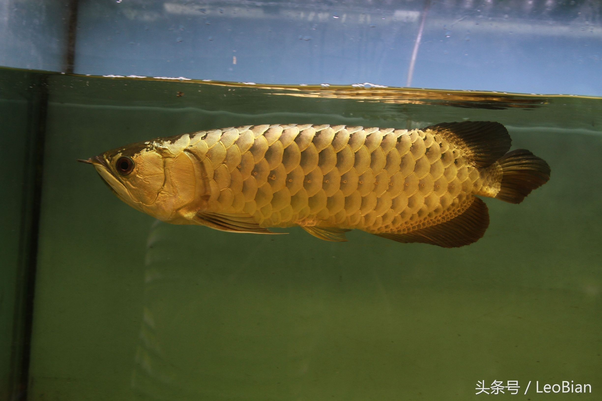 畫一條金龍魚適合12歲畫嗎（【教你畫《金魚》適歲6歲以上美術(shù)愛(ài)好者）