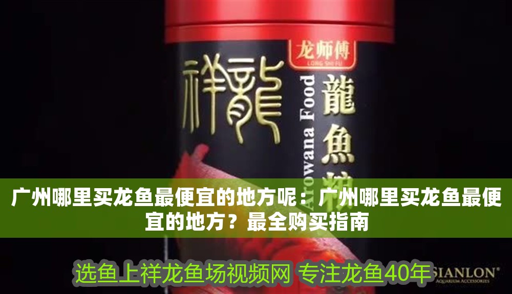 廣州哪里買龍魚最便宜的地方呢：廣州哪里買龍魚最便宜的地方？最全購買指南