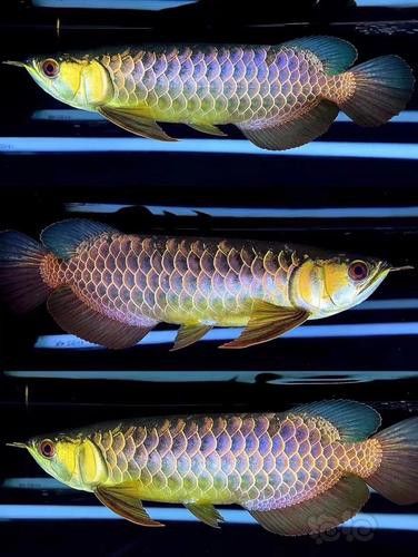 古典過背金龍魚圖片大全高清