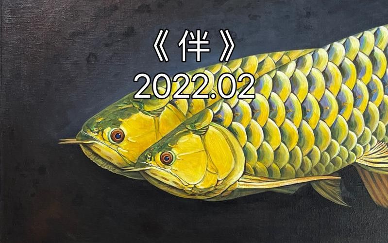 古典過背金龍魚圖片大全高清