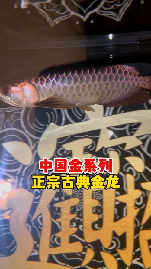 古典過背金龍魚圖片大全高清