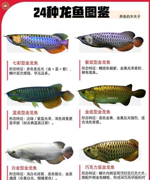 古典過背金龍魚圖片大全高清