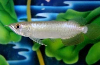 龍魚喂什么活魚好吃：龍魚喂養(yǎng)活體魚應(yīng)注意喂食活體魚需要考慮的因素和飲食習慣