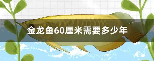 金龍魚成魚多長時間能吃：金龍魚多久喂一次比較好