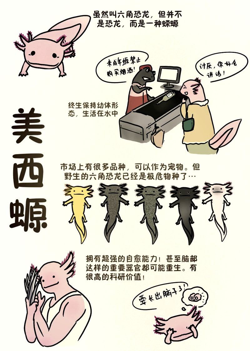 為什么六角恐龍魚不吃東西也不吃