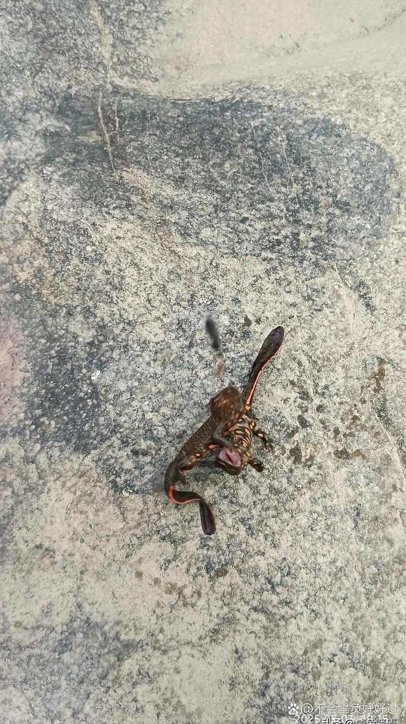 為什么六角恐龍魚不吃東西也不吃