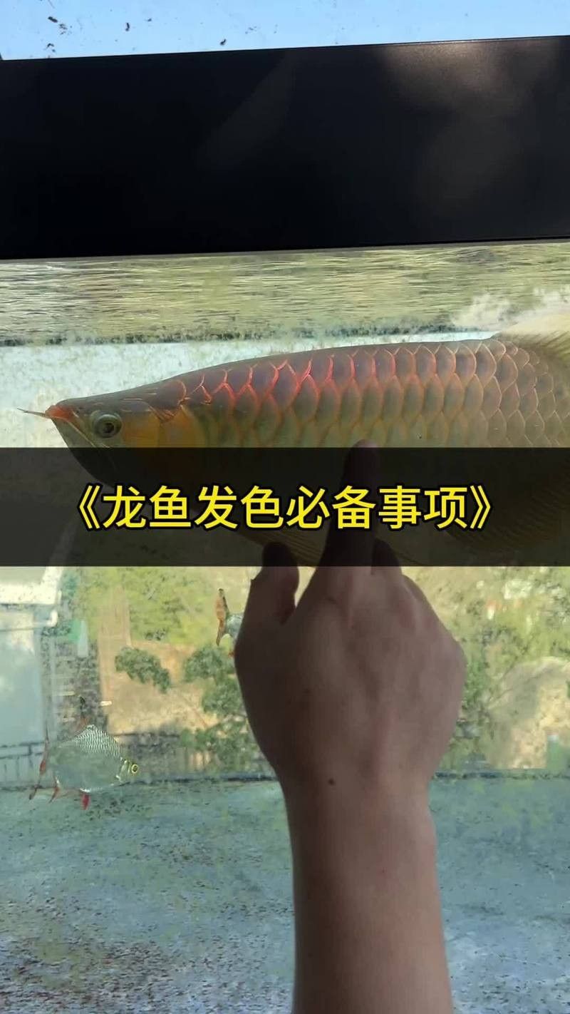 龍魚發(fā)色需要哪些營(yíng)養(yǎng)補(bǔ)充？