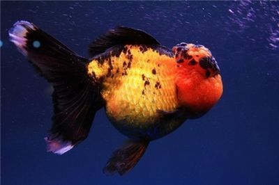 活金龍魚供觀賞用編碼（活金龍魚供觀賞用的編碼）