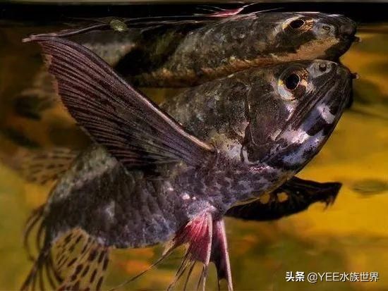 龍魚喂活蝦用拔皮嗎為什么：龍魚喂活蝦用拔皮嗎