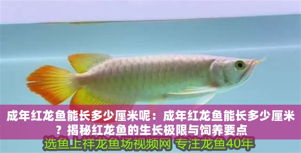成年紅龍魚能長多少厘米呢：成年紅龍魚能長多少厘米？揭秘紅龍魚的生長極限與飼養(yǎng)要點