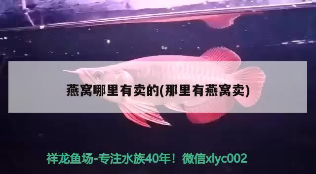龍魚專用燈是多少伏的好：如何根據水族箱大小選燈，龍魚專用燈品牌推薦