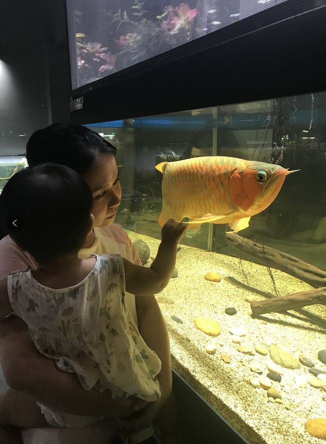 紅龍魚魚缸背景圖片高清圖大全