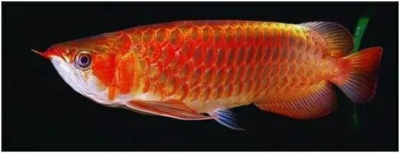 養龍魚喂什么好：養龍魚時，喂食是非常重要的一部分